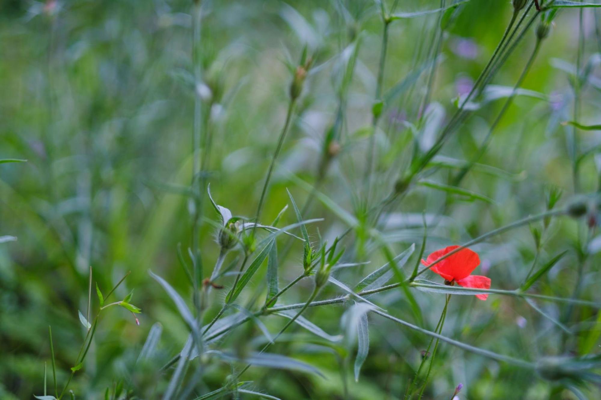 Tig Cottage - A Rural, Quirky, Pet Friendly 2 Bedroom Cottage Near Ballantrae エクステリア 写真