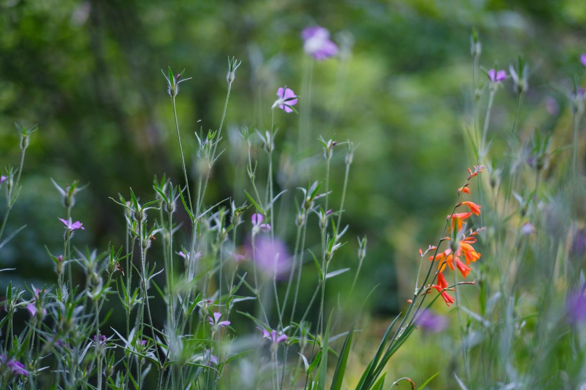 Tig Cottage - A Rural, Quirky, Pet Friendly 2 Bedroom Cottage Near Ballantrae エクステリア 写真