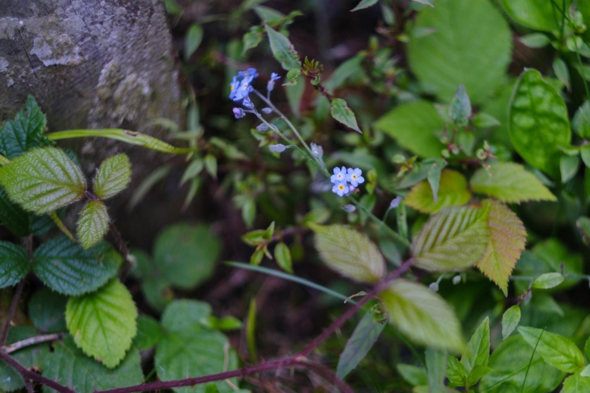 Tig Cottage - A Rural, Quirky, Pet Friendly 2 Bedroom Cottage Near Ballantrae エクステリア 写真